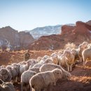 갈멜목장 이미지