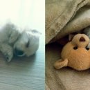 빼로(perro) 이미지