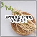 도라지 효능 10가지, 부작용 정리 이미지