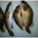 산천어마을펜션 이미지