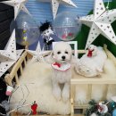 윤애견미용 이미지