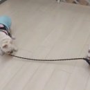 꼬꼬마 강아지 이미지