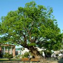 느티나무 이미지