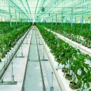 연포농장 이미지