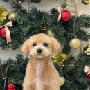 디오네 도그케어 이미지