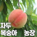 후무사 자두와 복숭아 판매 농장 다녀왔습니다