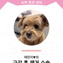 태민동물병원 네이버블로그