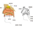 알레르기비염 치료법 과 증상, 이미지