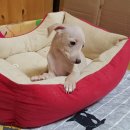 양지켄넬 이미지