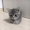 아산보양식 이미지