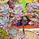 연봉농장 이미지