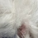 바다동물병원(Bada Animal Hospital) | 고양이가 배변할때 아파해요, 변을 나눠서 봐요