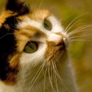 순한고양이 이미지