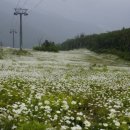 서산트레킹클럽, 6월 11일(일) &#39;한국의 차마고도&#39; 정선 하늘길 걷기 이미지