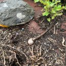 동면 생태친구들 이미지