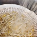 주식회사 한일랩 | [반찬] 콩나물반찬 콩나물 무침 레시피, 아삭하게 만드는 법 (+콩나물 보관법·효능·고르는 법)