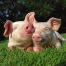 돼지보러오면돼지 이미지