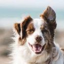 미래애견 이미지