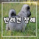 용궁초등학교 | 반려견 무지개다리를 건넜다면
