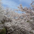 라제통문벚꽃길 이미지