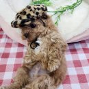 내 품안의 반려견(강서점) 이미지