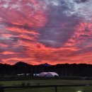 강아지풀 애견 이미지