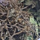 약산 흑염소 이미지