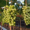 옥산농원 이미지