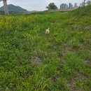 금강수변공원4 | 강아지와 여유로운 산책, 금강수변공원 가보셨나요?