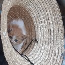 청마루농장 이미지