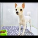 컴투펫 위탁보호센터 서울점 이미지