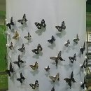 양평곤충박물관 이미지