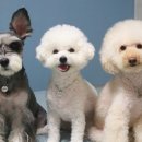 댕댕클라스 이미지