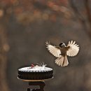 새야새야 이미지