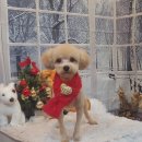 보미 펫 살롱 이미지