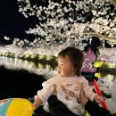4월3일 아이랑 김천 연화지 벚꽃축제 나들이, 유모차 끌고 야경 보고 온 후기(주차 정보,실시간cctv)
