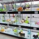 쥬티펫 신탄진점 이미지