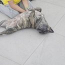 니멍내멍 이미지