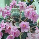 바이올렛 이미지