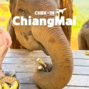 엘리의 정원 | 태국 치앙마이 자유여행 코스 추천 엘리핀팜 몬쨈투어 실제후기