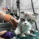 개이쁜냥 이미지