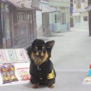 강아지풍경 이미지