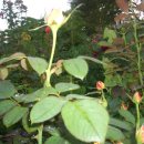 무궁화농원 이미지