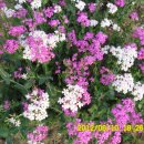 선산대로-50 이미지