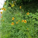 기생초 [妓生草, 캘리옵시스, Coreopsis tinctoria] 이미지