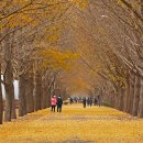 곡교천 은행나무길 이미지