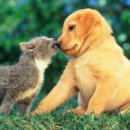 개와고양이 - 사상구 새벽시장로56번가길 4 | 개와고양이