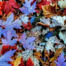 가락재로 이미지