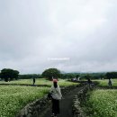 조천읍 와흘메밀마을 | 제주도 메밀꽃 실시간 지금 가기 좋은 와흘메밀마을 축제 정보