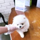 천안 강아지분양 고양이분양 파라다이스펫본점 이미지